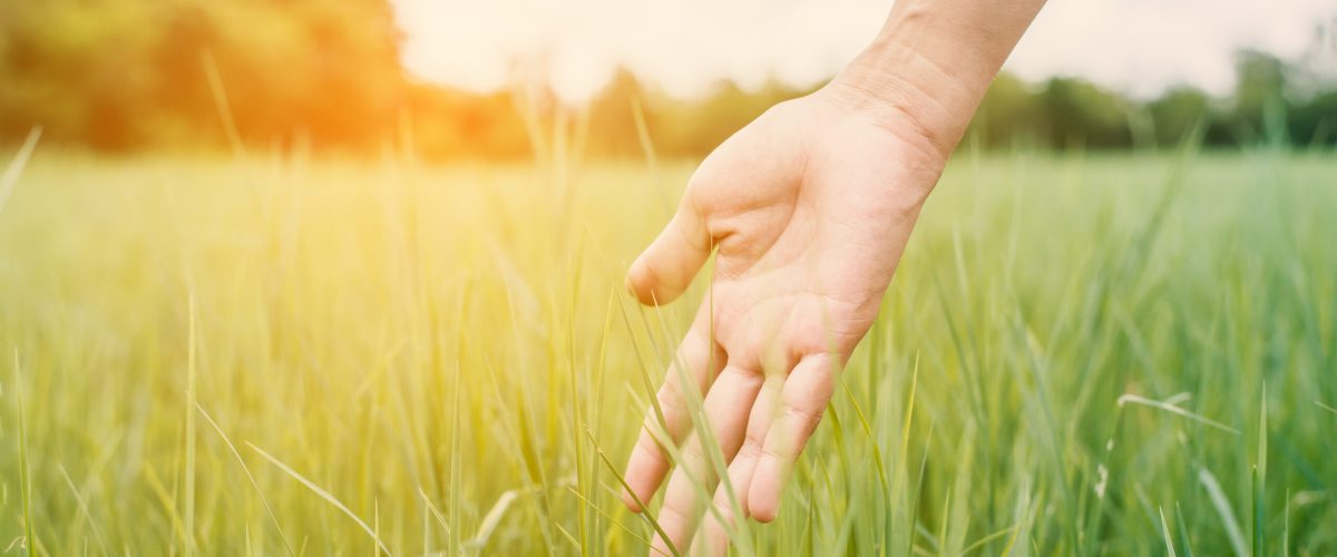 Young woman hand touching enjoy with green grass.
