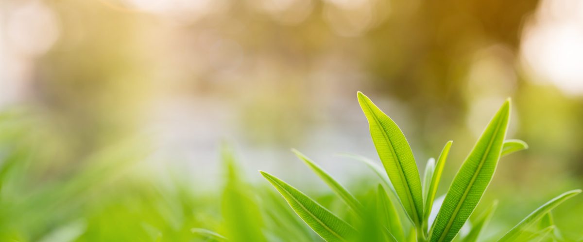 Selective Focus of Soft Foliage with Summer Light Background