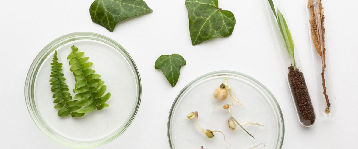 top-view-plants-glassware-arrangement