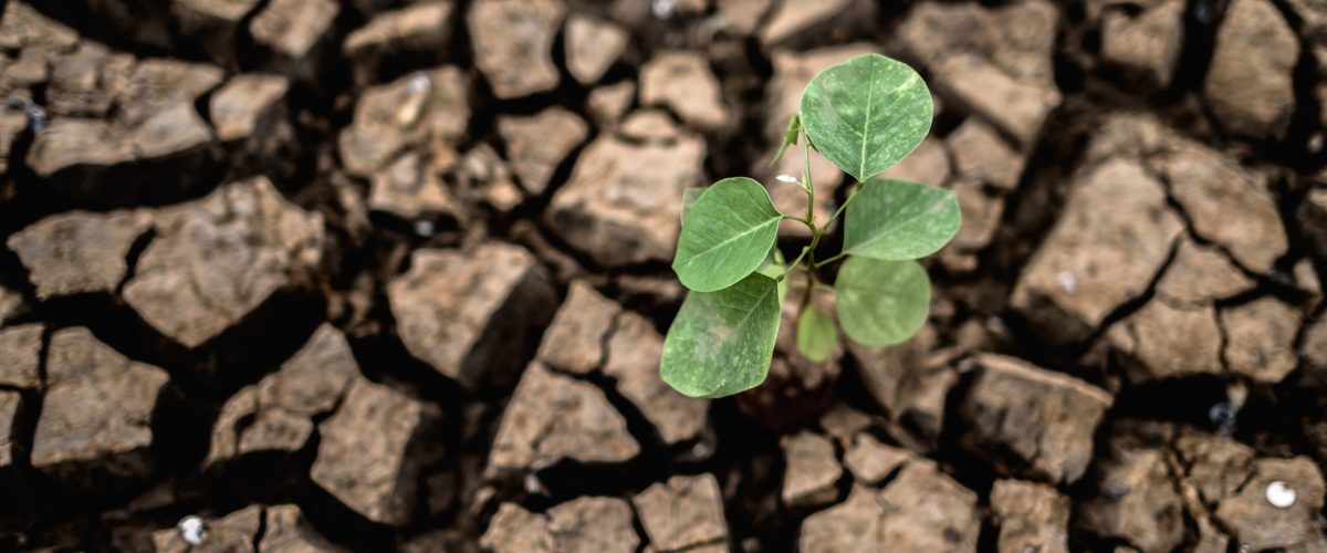 Trees grown in dry, cracked, dry soil in the dry season,global warming
